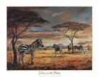 Zebras on the Plains