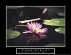Consistency - Pond Flower
