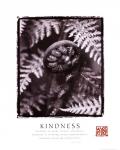 Kindness - Fiddleheads