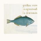 Petrus Candidus - Blue Fish Size 12x12
