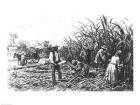 Cutting Sugar Cane in the South