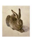 Young Hare, c.1502