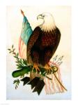 Bald eagle with flag