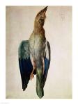 Blue Crow, 1512