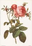Rosa Centrifolia Foliacea