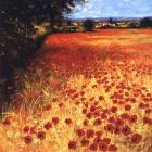 Field Of Red And Gold