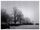 Misty Tree-Lined Field