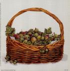 Basket Of Gooseberries