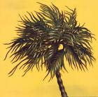 Daylight Palms I