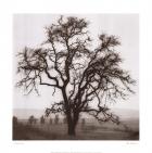 Country Oak Tree