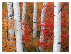 Aspens and Maples