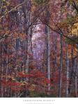 Glowing Autumn Forest, Virginia