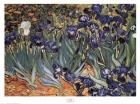Irises in the Garden, Saint-Remy, c.1889