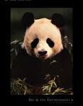 Giant Panda Feeding on Bamboo