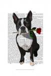 Boston Terrier with Rose in Mouth