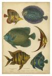 Non-Emb. Goldsmith's Spinous Fishes