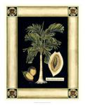 Paradise Palm V