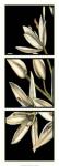 Graphic Lily I