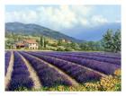 Fields Of Lavender