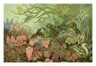 Seaweed Panorama