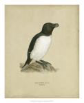 Antique Penguin I