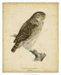 Non-Embellished Vintage Owl
