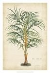 Palm of the Tropics III