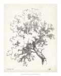 Oak Tree Study