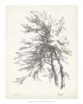 Beech Tree Study