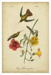 Audubon Mango Hummingbird