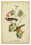 Audubon Bay Breasted Warbler