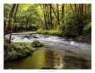 Sunlight on Jake's Creek I