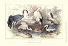 Herons, Egretsm and Cranes