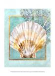 Scallop Shell and Coral