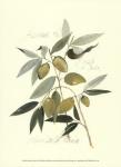 Ascolane Olives