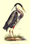 Small Great Blue Heron