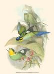 Small Birds of Tropics I