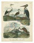 Heron & Crane Species I