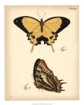 Butterfly Profile II