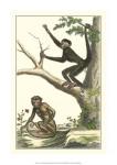 Coaita and Sajou Monkeys