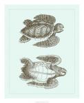 Loggerhead Turtles I