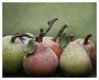 Comice Pears I