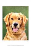 Dog Portrait-Golden