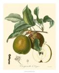 Bessa Pears