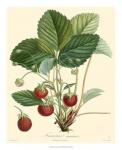Bessa Strawberries