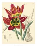 Elegant Tulips I