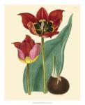 Elegant Tulips II