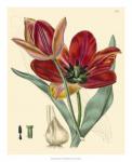 Elegant Tulips V