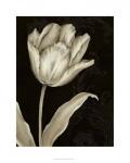 Classical Tulip I