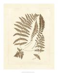 Sepia Ferns II